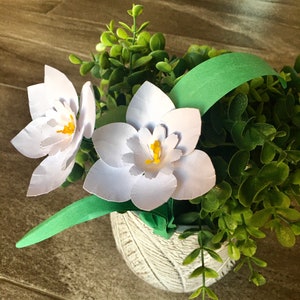 SVG Narcissus Papyraceus flower