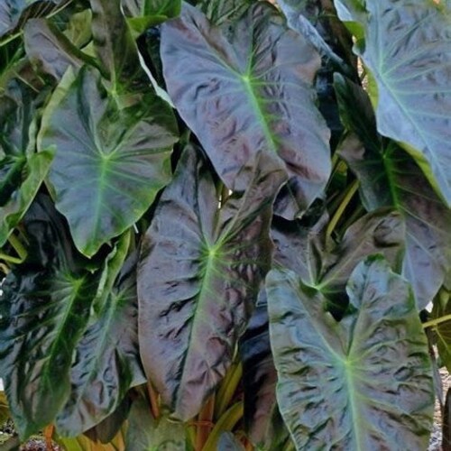 Aloha Colocasia - Elephant Ear - Taro - UNIQUE!