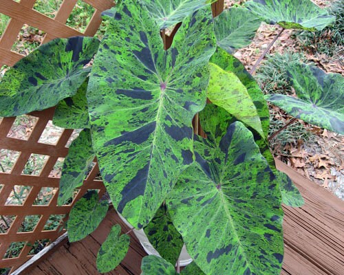 Mojito Colocasia - Elephant Ear - Taro