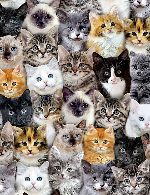 Packed Realistic Cat Fabric Kitten Mixed Breeds of Cats Etsy