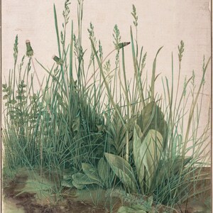 Albrecht Dürer The Large Piece of Turf 1503 Museum Quality Rolled Oil Painting Reproduction (D6045)