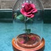 see more listings in the Roses in Domes section