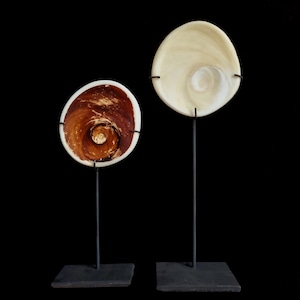 Könnte beinhalten: Zwei dekorative, muschelförmige Objekte auf schwarzen Metallständern. Eine Muschel hat ein braunes Spiralmuster, die andere ist cremeweiß. Die Ständer haben quadratische Sockel und sind vor einem schwarzen Hintergrund platziert.