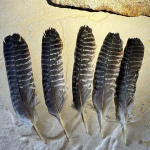 May include: Five feathers with dark grey and white stripes are displayed on a light tan surface. The feathers have a natural, textured appearance with a central quill and a gradient of colours.