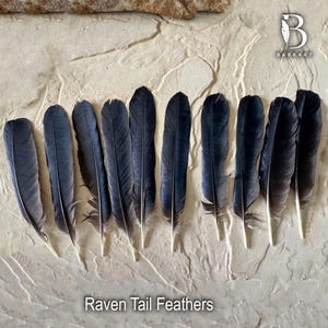 May include: A collection of ten individual black raven tail feathers arranged in a row. Each feather features a long, slender shape with a pointed tip and a central quill. The text "BARKART" with a logo and "Raven Tail Feathers" is visible.