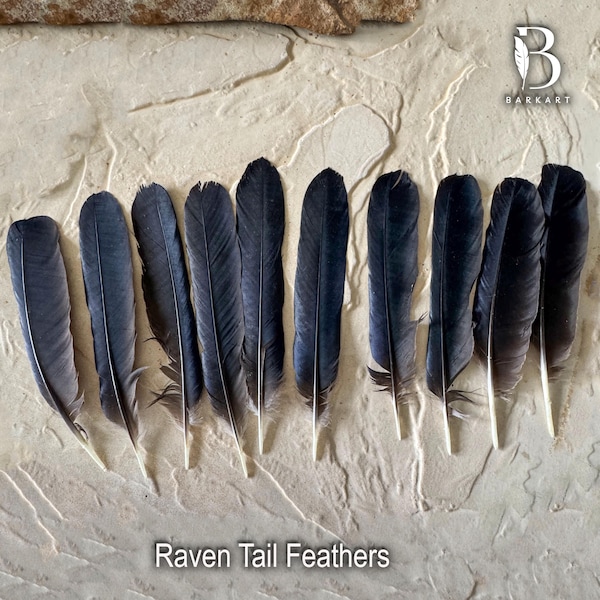 Raven Tail Feathers, Ethically Sourced, Smudging, Wands, Millinery