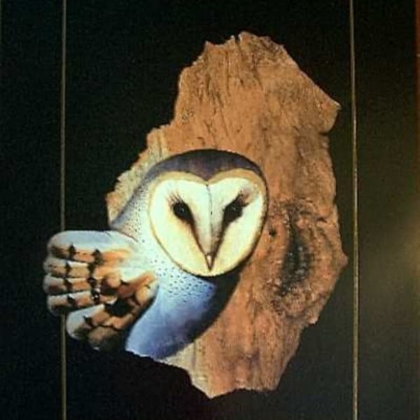 Australian Grass Owl, Barkart, Limited Edition Print out of 800