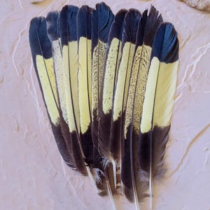 May include: A collection of eight elongated feathers arranged in a fan shape. Each feather features a dark brown or black base and tip, with a central section displaying a pale yellow color, some of which have fine dark speckling patterns.