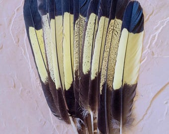Yellow Tailed Black Cockatoo Tail Feather – Exotic Largest Black Cockatoo