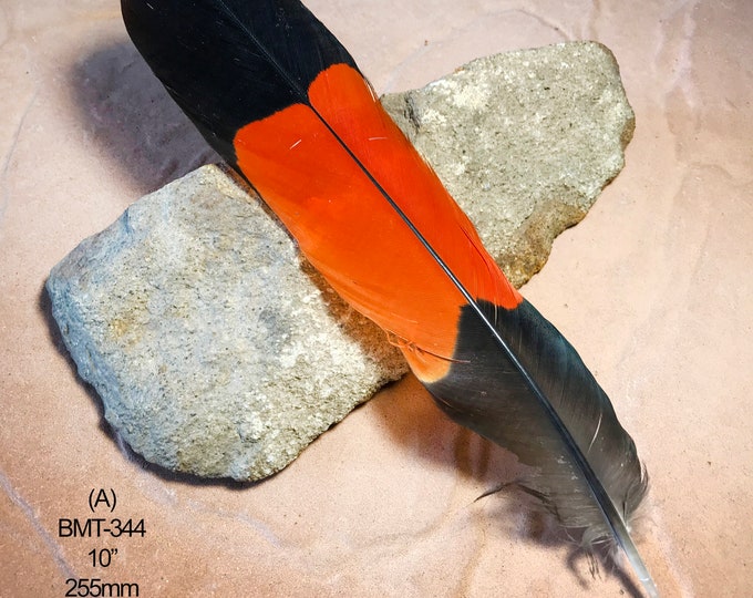 Choose RED TAILED Black Cockatoo Feathers TRUSTED Approved Licence