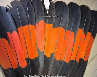 Red Tailed Black Cockatoo MALE Tail Feather, Akubra Hat Feather, Millinery Supply