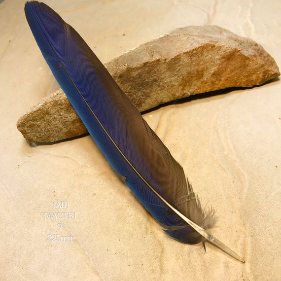 Macaw Scarlet Tail Feather, MACT-51, MILLINERY Smudge, Flyfishing, Feather  Craft, Rare Feathers, Boho, 