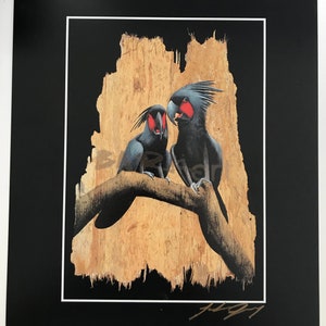 Australian Palm Cockatoo "Signed by artist" Paperbark Art Print