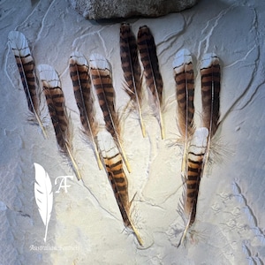 Kookaburra TAIL FEATHERS (Kingfisher) Mix Centre and Side -Rare Feather, Akubra Hat Feather, Boho,  -Approved PERMIT Supplied