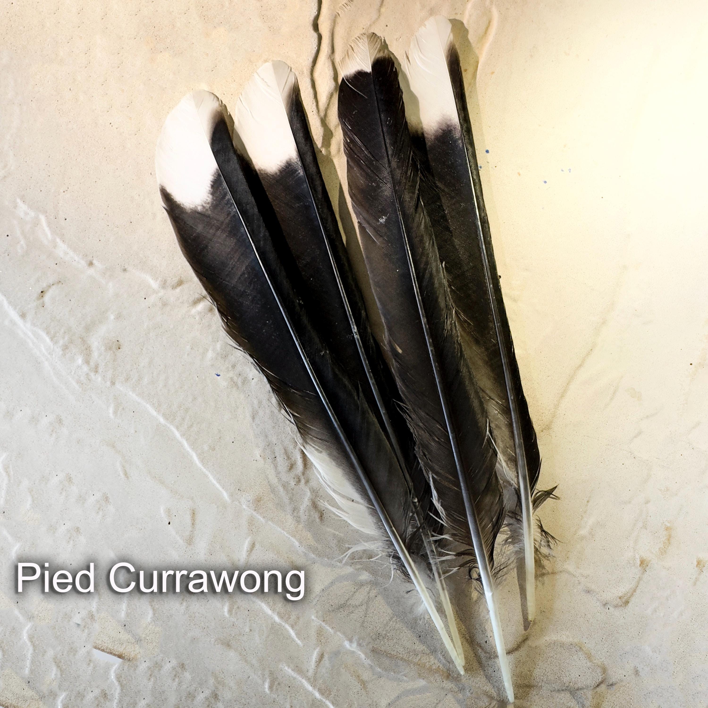 AustralianFeathers - Etsy