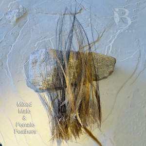 Cassowary Feathers-choose-  Rare Feathers, Millinery, Boho, Fly fishing - APPROVED LICENCE HOLDER