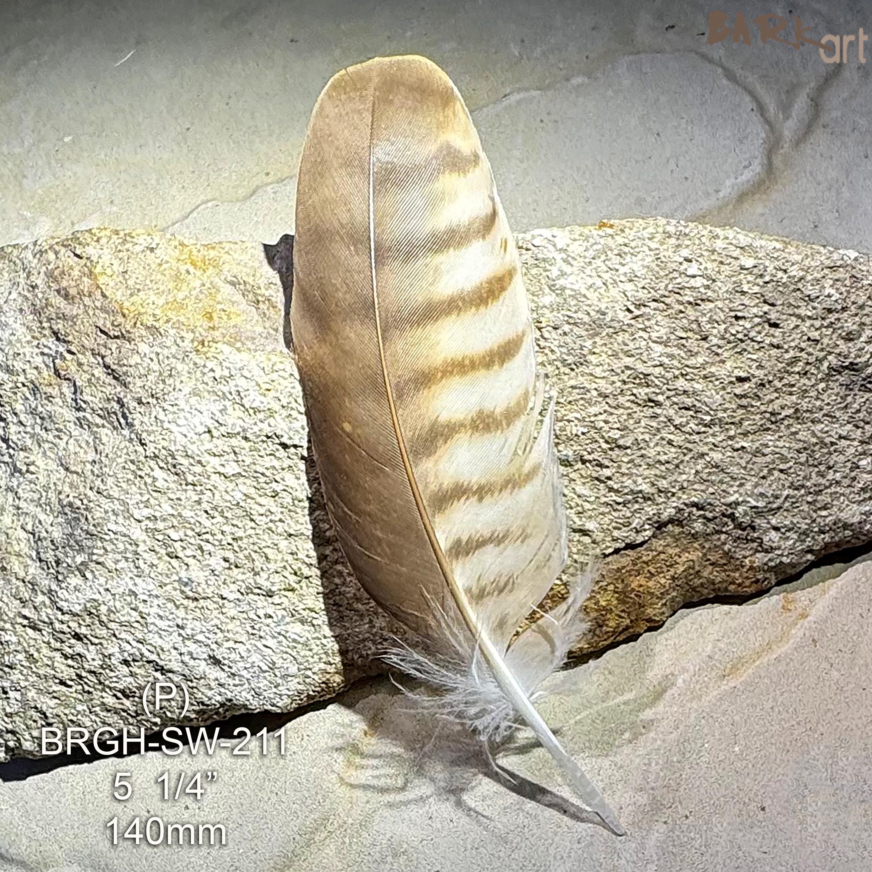 Small Raptor Feather Brown Goshawk