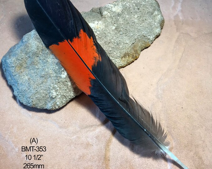 Choose RED TAILED Black Cockatoo Feathers TRUSTED Approved Licence