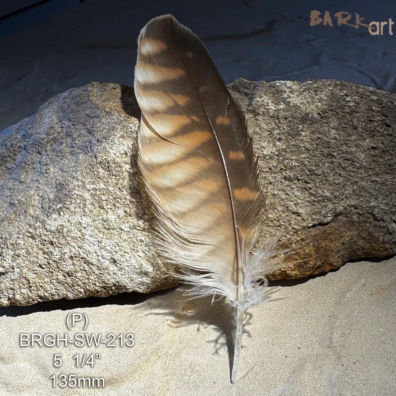 Small Raptor Feather Brown Goshawk