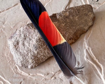 Choose- Red Tailed MALE Black Cockatoo TAIL Feathers,  Boho, Collector, Millinery, Rare Feathers, Permit Supplied