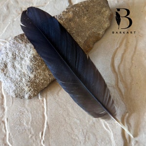 CENTER Black Cockatoo Centre Feather CHOOSE Natural Rare feathers Permit supplied BTC-204