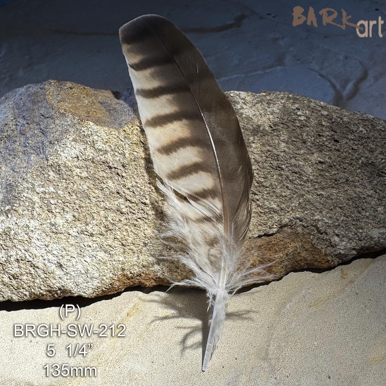 Small Raptor Feather Brown Goshawk