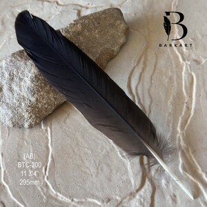 CENTER Black Cockatoo Centre Feather CHOOSE Natural Rare feathers Permit supplied BTC-200