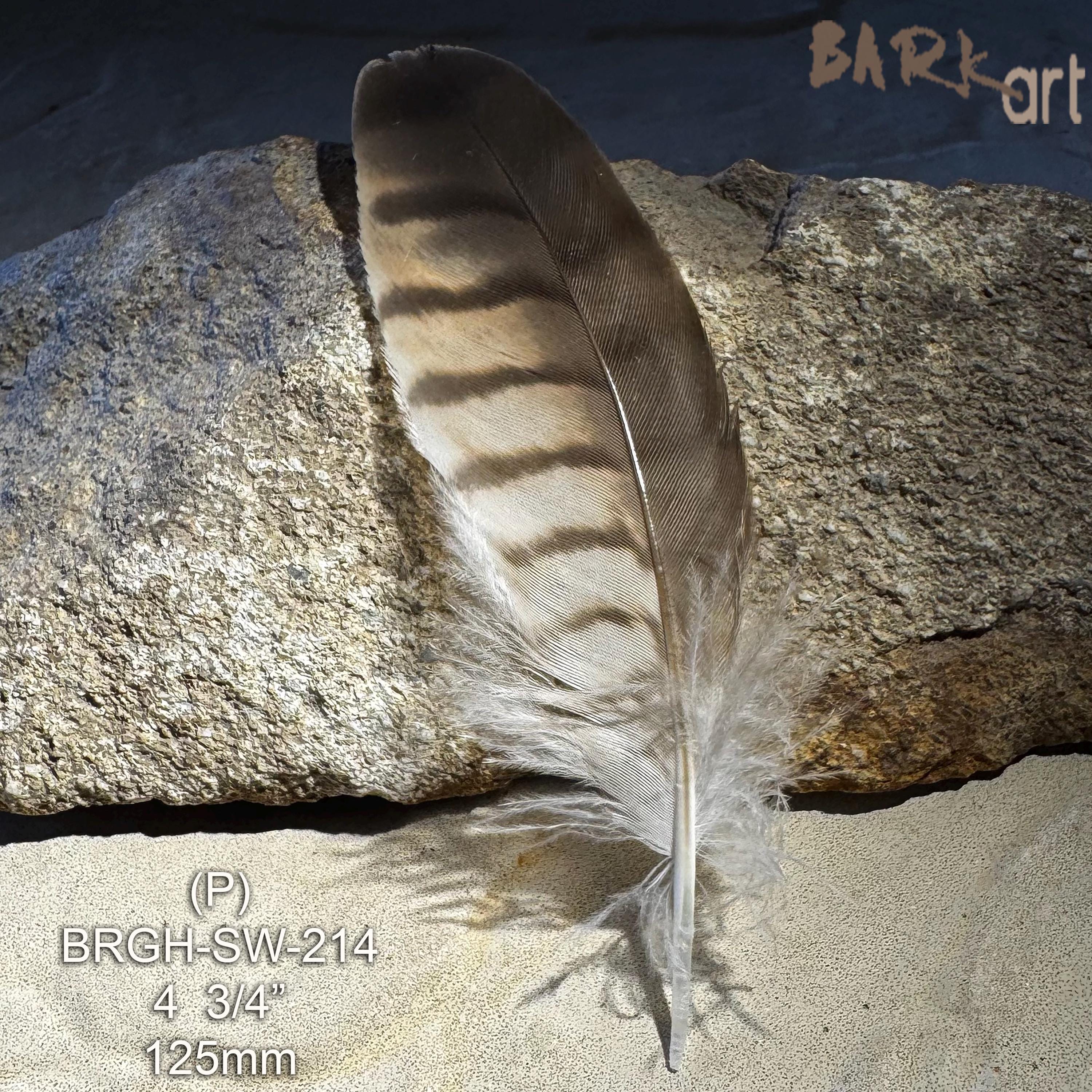Small Raptor Feather Brown Goshawk