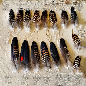 May include: A collection of various bird feathers, showcasing a range of colors and patterns. The feathers vary in size, with some measuring up to 8 inches (200mm) long. The color palette includes black, brown, orange, and white, with striped and solid designs.