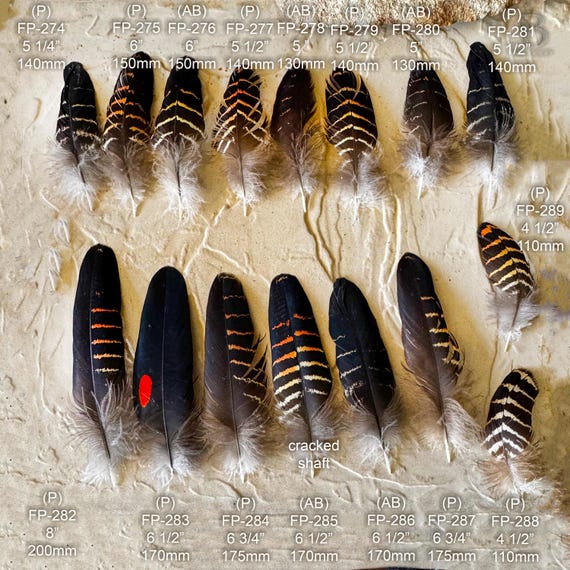 Black Cockatoo UNDERTail Feathers – Flyfishing, Smudging, Akubra,  Permit Supplied
