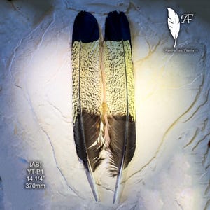 LARGEST Yellow Tailed Black Cockatoo Tail Feather - Rare feathers, Akbura Hat, Fan Feather, Smudge Feather, Collector-Permit Supplied