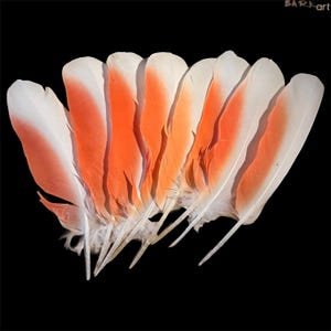 May include: A collection of seven individual feathers arranged in a fan shape against a black background. Each feather features a white base and tip, with a vibrant orange gradient colour concentrated along the central shaft and mid-section.