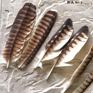 May include: A collection of brown and tan feathers with dark brown stripes and white tips, arranged on a textured, light-coloured surface. The feathers vary in size and shape, with some displaying a more rounded form and others a more elongated appearance. The word "BARKart" is visible in the upper right corner.