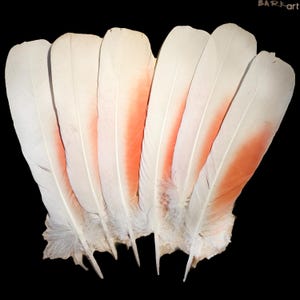 May include: A collection of five large, elongated feathers arranged in a fan shape. Each feather features a creamy white base colour that transitions into a soft, vibrant coral-orange hue along the central shaft and inner vane area.