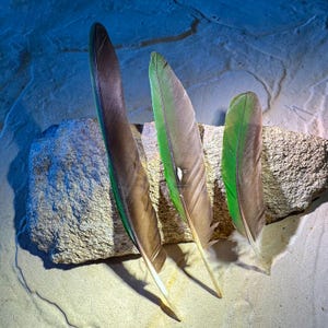 KING PARROT PRIMARY Wing Feathers, Akubra, Fly Fishing. Jewellery Feathers Collectors, Rare Feather, Smudging, Permit Supplied