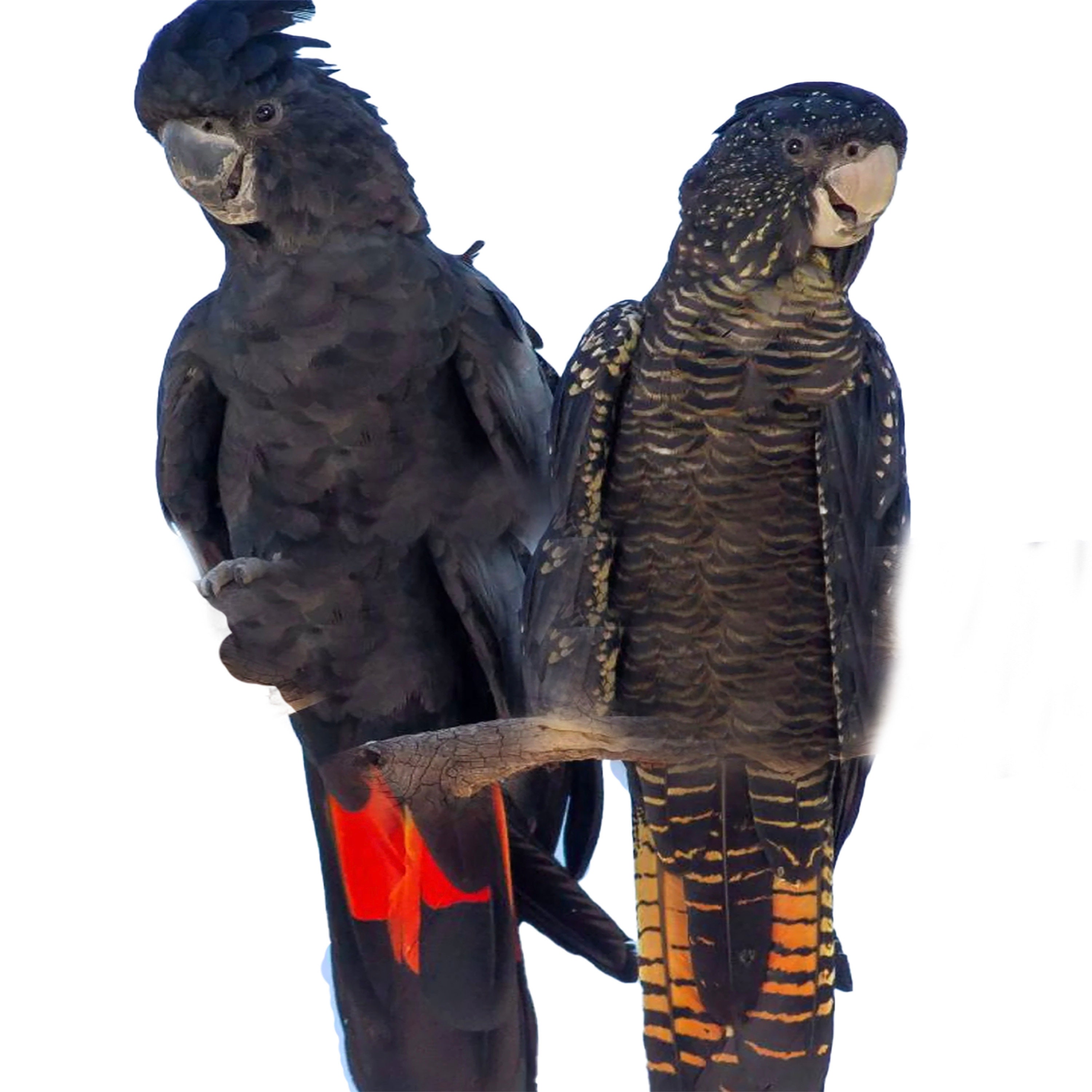 Red Tailed Black Cockatoo Feather