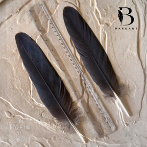 CENTER Black Cockatoo Centre Feather CHOOSE Natural Rare feathers Permit supplied BTC-P-100