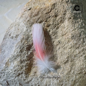 May include: A single feather, displaying a gradient of colours from white to pink, lies on a textured, light brown stone. The feather's base is white and fluffy, transitioning to a vibrant pink hue. The text "Galah Crest FRONT" is visible.