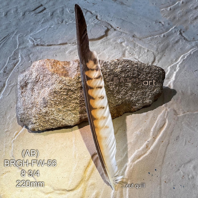 Small Raptor Feather Brown Goshawk Feather – Genuine Raptor, Smudging, Millinery, Hat ...