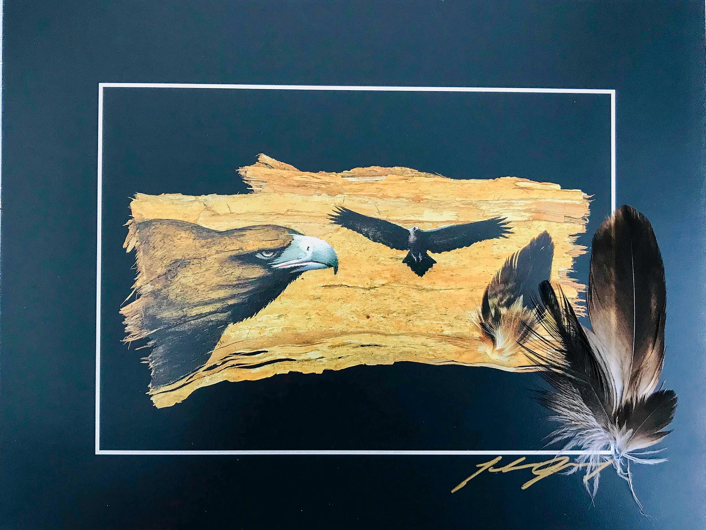Wedged Tailed Eagle (flight) Print With Real Feathers Direct From ...