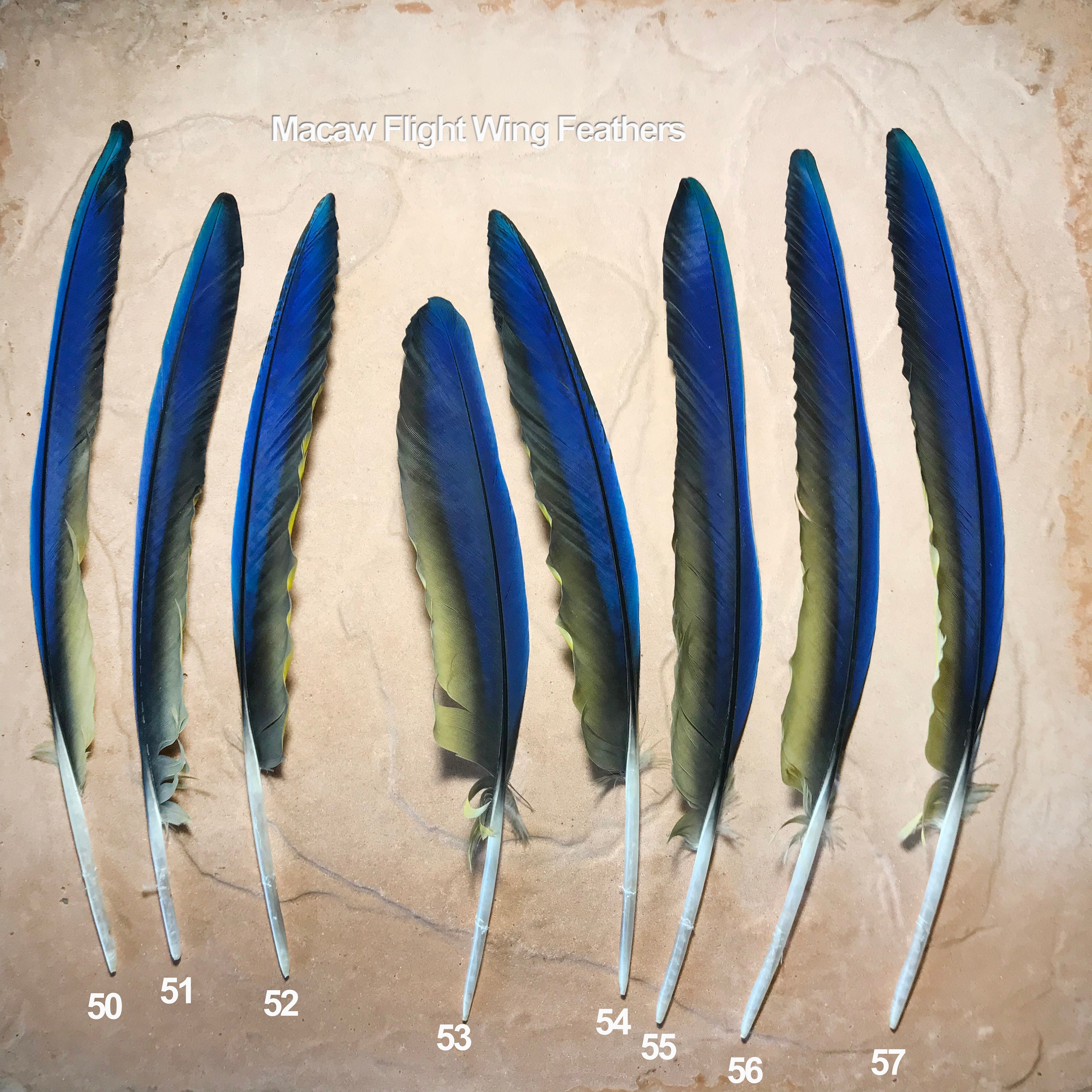 Macaw Flight Wing Feathers - Cobalt Blue & Golden Yellow, Craft
