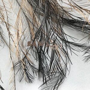 May include: A close-up of black and brown feathers arranged in a fan shape. The feathers are soft and delicate, with a natural sheen. The word "Bark" is visible in the centre of the image.