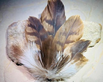 IN STOCK- READY to Go - Wedged Tailed Eagle Feather Hat Pin, Akubra, Cowboy, Boho