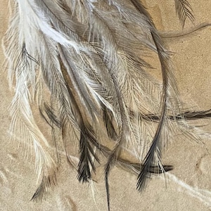 May include: A bunch of brown and white feathers against a light brown background.