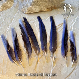 CRIMSON ROSELLA Parrot Tail Feathers, Defective, Fly Fishing. Craft Feathers ,Earrings, Boho, Collectors, Rare Feather, Permit Supplied