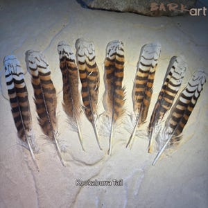 May include: Eight Kookaburra tail feathers arranged in a fan shape. Each feather features a distinct pattern of horizontal dark brown and black stripes against a light tan background, with white tips. The text Kookaburra Tail is visible below.