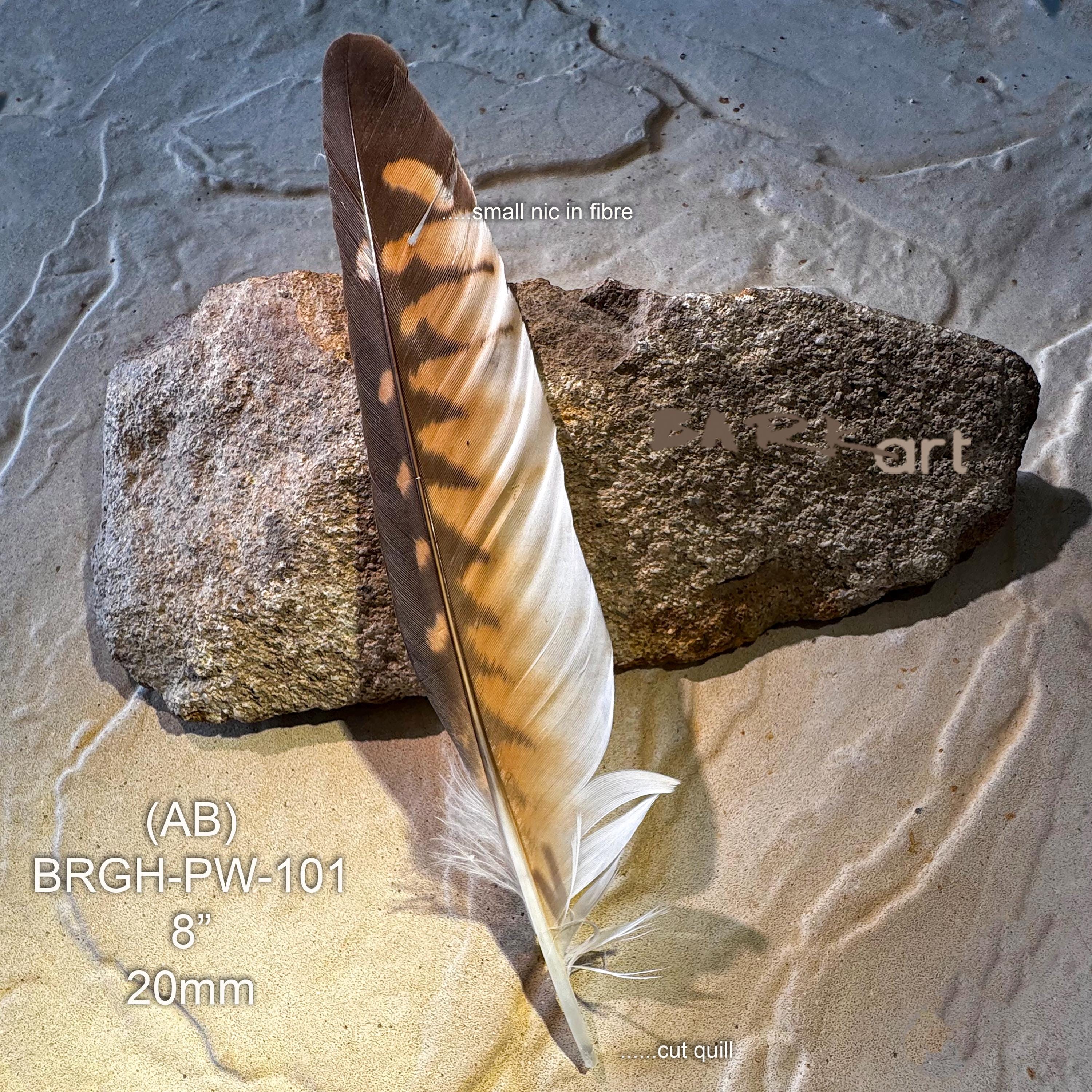 Small Raptor Feather Brown Goshawk Feather – Genuine Raptor, Smudging, Millinery, Hat ...