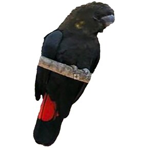 CENTER Black Cockatoo Centre Feather CHOOSE Natural Rare feathers Permit supplied image 8