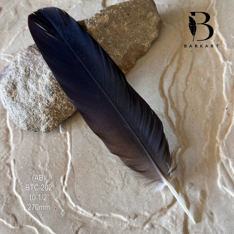 CENTER Black Cockatoo Centre Feather CHOOSE Natural Rare feathers Permit supplied BTC-202