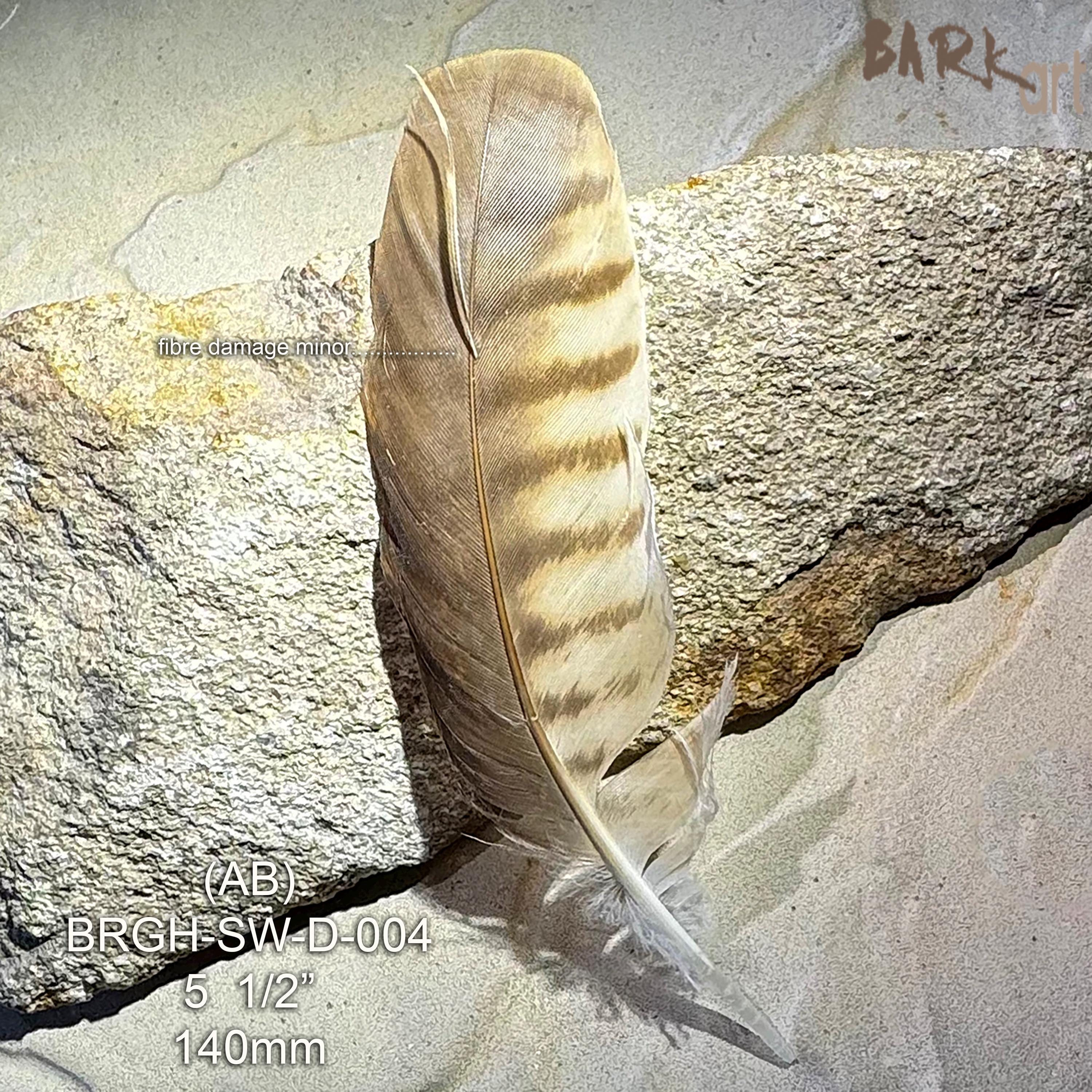 Small Raptor Feather Brown Goshawk